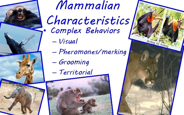 Mammalian Characteristics • Complex Behaviors – Visual – Pheromones/marking – Grooming – Territorial 