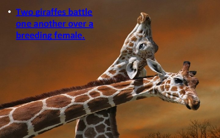  • Two giraffes battle one another over a breeding female. 