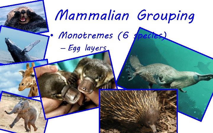 Mammalian Grouping • Monotremes (6 species) – Egg layers 