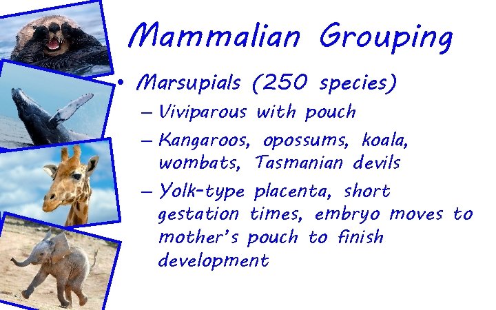 Mammalian Grouping • Marsupials (250 species) – Viviparous with pouch – Kangaroos, opossums, koala,