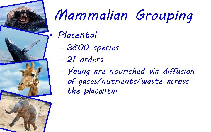 Mammalian Grouping • Placental – 3800 species – 21 orders – Young are nourished