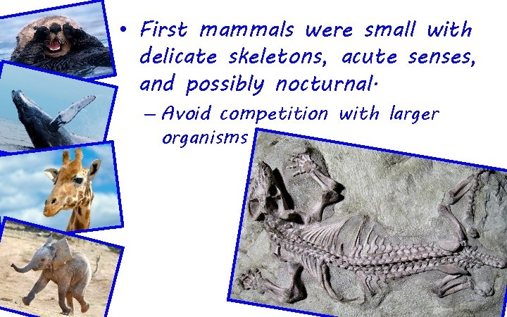  • First mammals were small with delicate skeletons, acute senses, and possibly nocturnal.