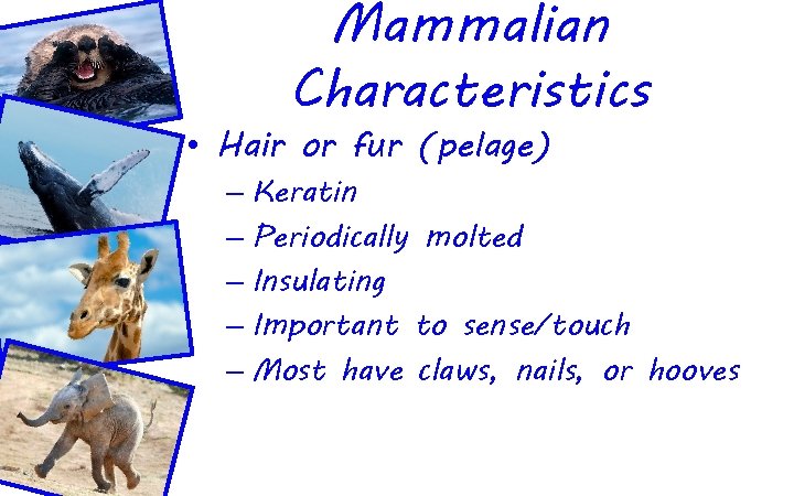 Mammalian Characteristics • Hair or fur (pelage) – Keratin – Periodically molted – Insulating