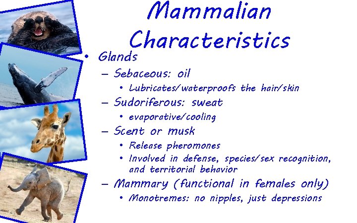 Mammalian Characteristics • Glands – Sebaceous: oil • Lubricates/waterproofs the hair/skin – Sudoriferous: sweat
