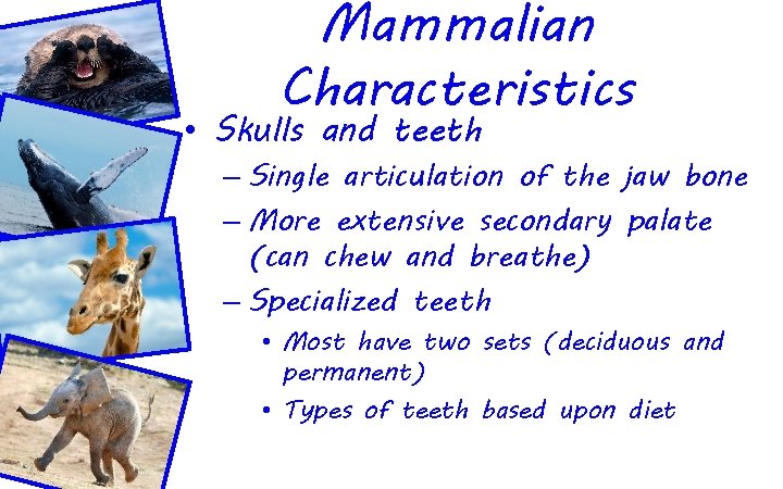 Mammalian Characteristics • Skulls and teeth – Single articulation of the jaw bone –