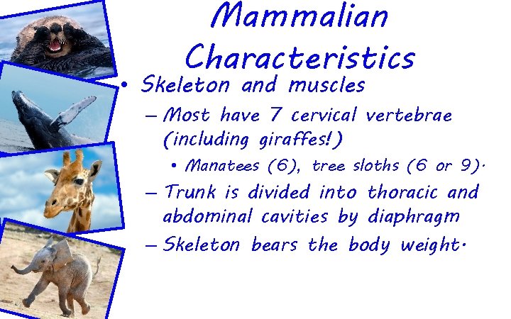 Mammalian Characteristics • Skeleton and muscles – Most have 7 cervical vertebrae (including giraffes!)