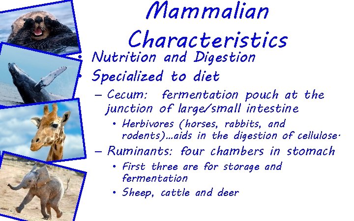 Mammalian Characteristics • Nutrition and Digestion • Specialized to diet – Cecum: fermentation pouch