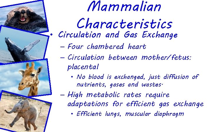 Mammalian Characteristics • Circulation and Gas Exchange – Four chambered heart – Circulation between