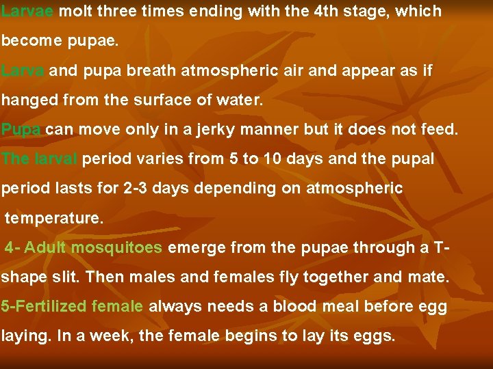 Larvae molt three times ending with the 4 th stage, which become pupae. Larva