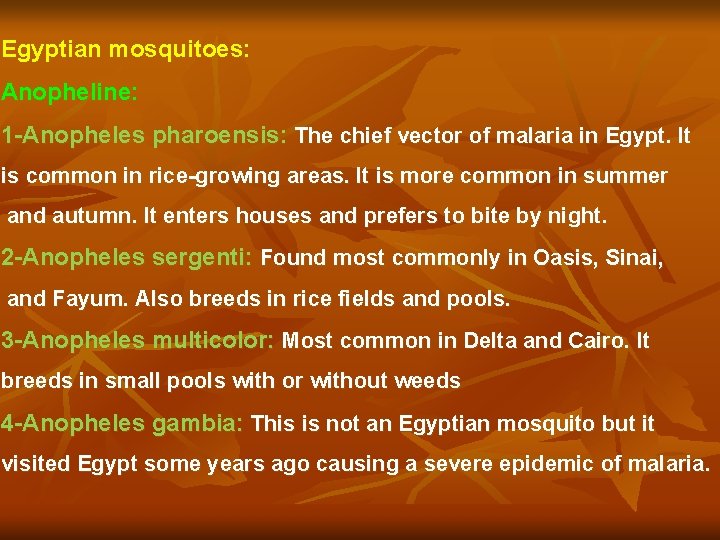 Egyptian mosquitoes: Anopheline: 1 -Anopheles pharoensis: The chief vector of malaria in Egypt. It