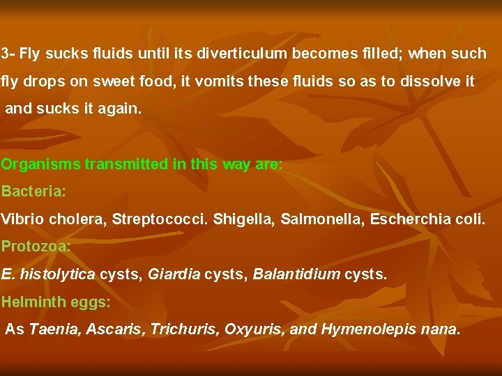 3 - Fly sucks fluids until its diverticulum becomes filled; when such fly drops