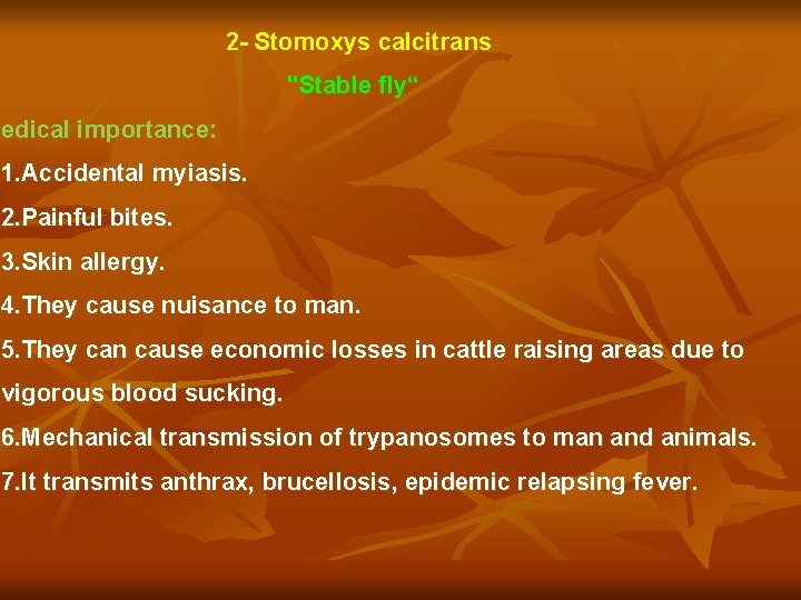 2 - Stomoxys calcitrans "Stable fly“ Medical importance: 1. Accidental myiasis. 2. Painful bites.