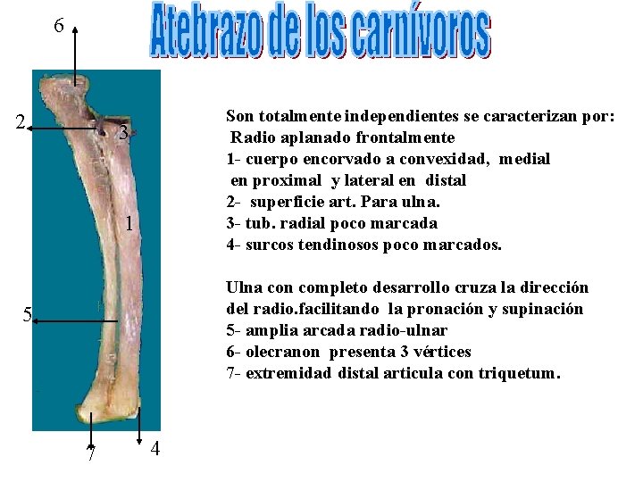 6 2 Son totalmente independientes se caracterizan por: Radio aplanado frontalmente 1 - cuerpo