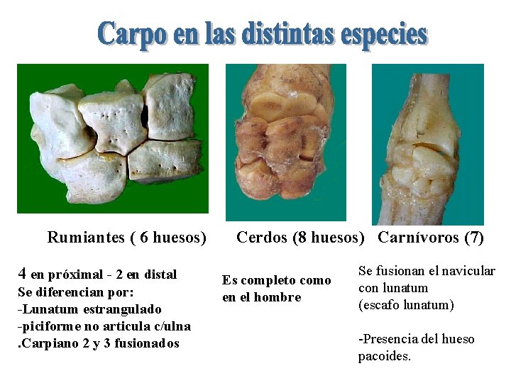 Rumiantes ( 6 huesos) 4 en próximal - 2 en distal Se diferencian por: