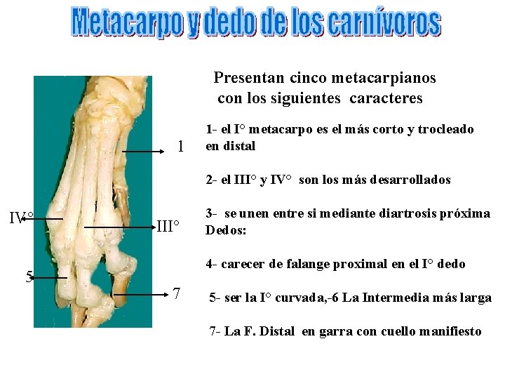 Presentan cinco metacarpianos con los siguientes caracteres 1 1 - el I° metacarpo es