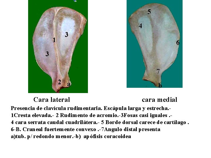 5 4 1 3 6 3 7 2 a Cara lateral b cara medial