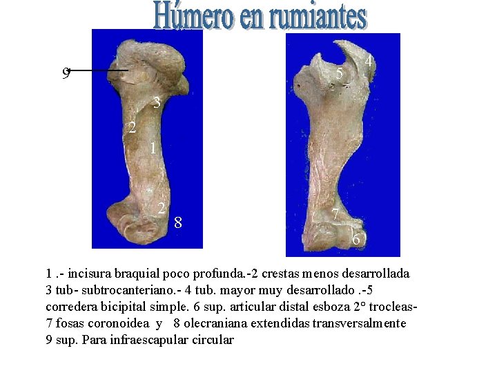 9 4 5 3 2 1 2 8 7 6 1. - incisura braquial