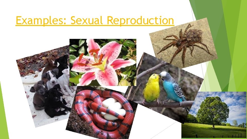 Examples: Sexual Reproduction 