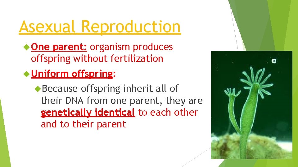 Asexual Reproduction One parent: organism produces offspring without fertilization Uniform offspring: Because offspring inherit