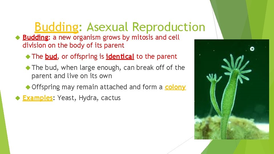 Budding: Asexual Reproduction Budding: a new organism grows by mitosis and cell division on