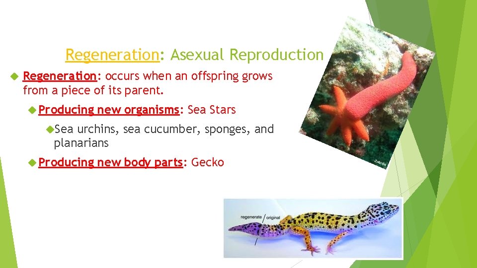 Regeneration: Asexual Reproduction Regeneration: occurs when an offspring grows from a piece of its