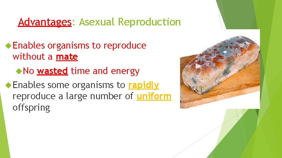 Advantages: Asexual Reproduction Enables organisms to reproduce without a mate No wasted time and
