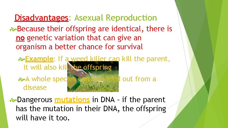 Disadvantages: Asexual Reproduction Because their offspring are identical, there is no genetic variation that