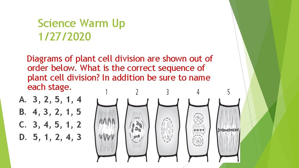 Science Warm Up 1/27/2020 Diagrams of plant cell division are shown out of order