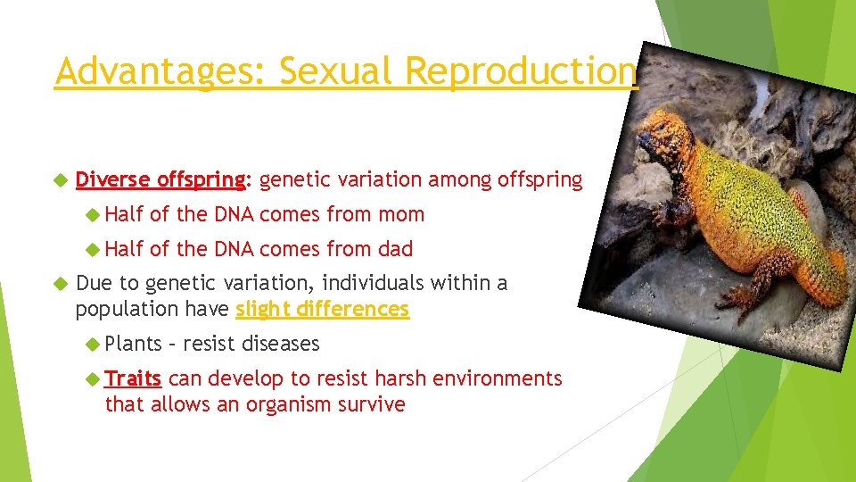 Advantages: Sexual Reproduction Diverse offspring: genetic variation among offspring Half of the DNA comes