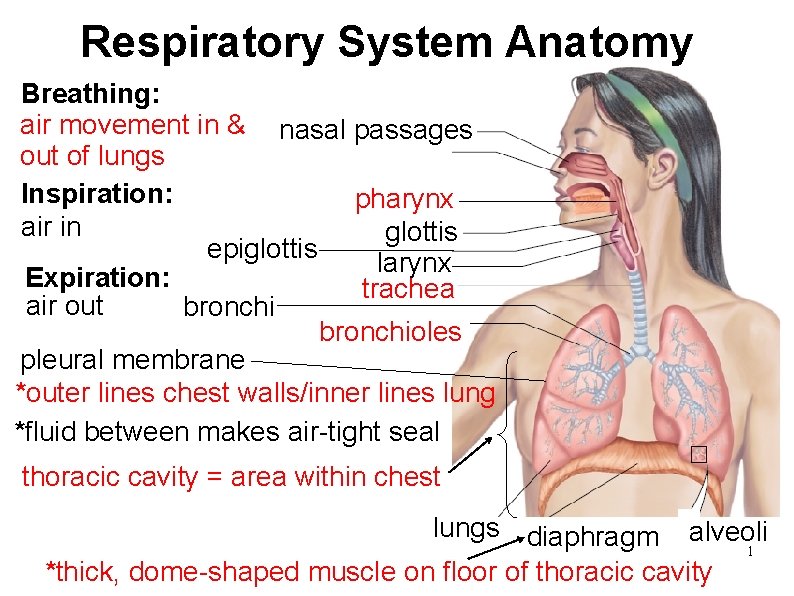 Respiratory System Anatomy Breathing: air movement in & nasal passages out of lungs Inspiration: