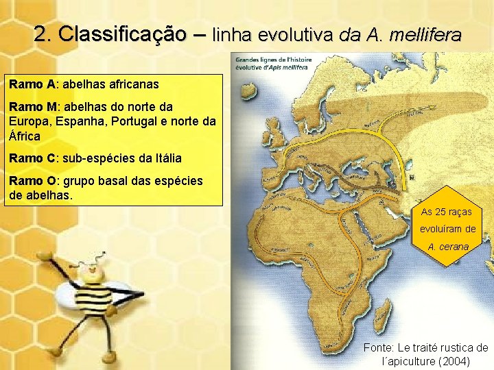 2. Classificação – linha evolutiva da A. mellifera Ramo A: abelhas africanas Ramo M: