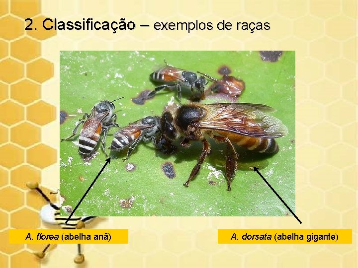 2. Classificação – exemplos de raças A. florea (abelha anã) A. dorsata (abelha gigante)
