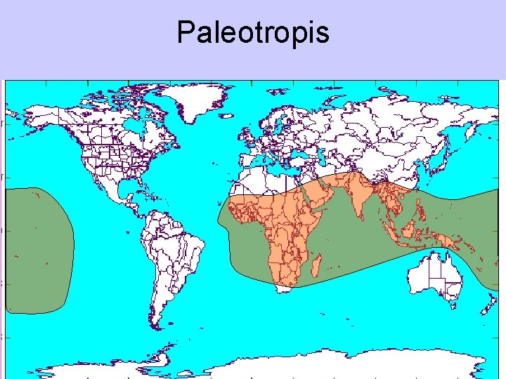 Paleotropis 