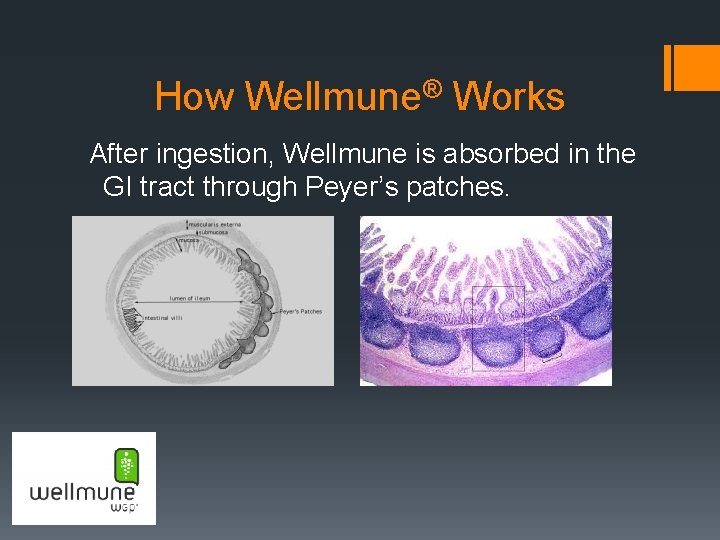 How Wellmune® Works After ingestion, Wellmune is absorbed in the GI tract through Peyer’s