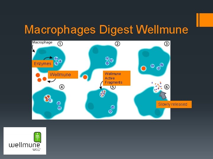 Macrophages Digest Wellmune Enzymes Wellmune Active Fragments Slowly released 