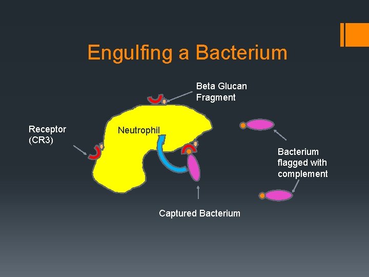 Engulfing a Bacterium Beta Glucan Fragment Receptor (CR 3) Neutrophil Bacterium flagged with complement
