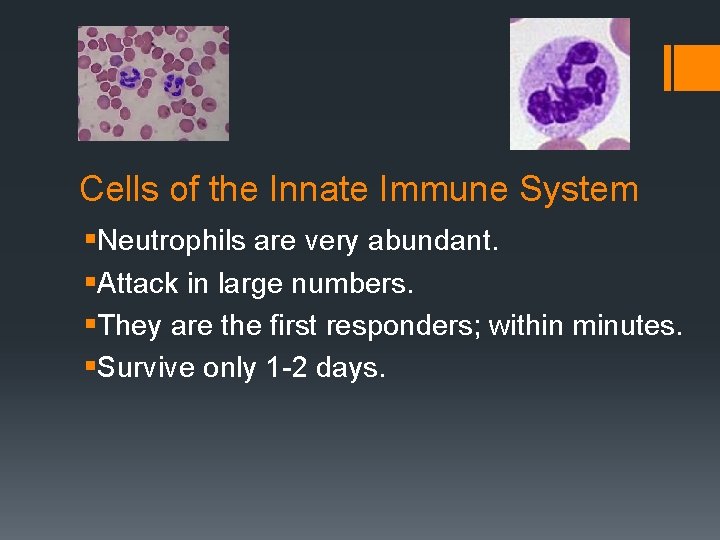 Cells of the Innate Immune System §Neutrophils are very abundant. §Attack in large numbers.