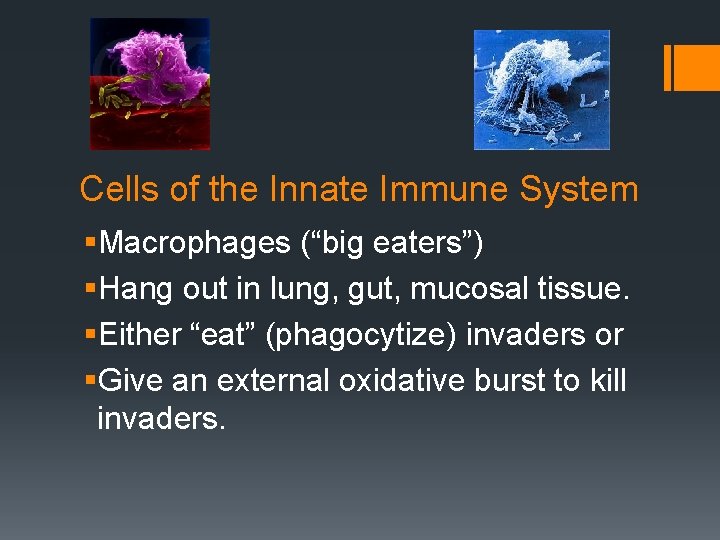Cells of the Innate Immune System §Macrophages (“big eaters”) §Hang out in lung, gut,
