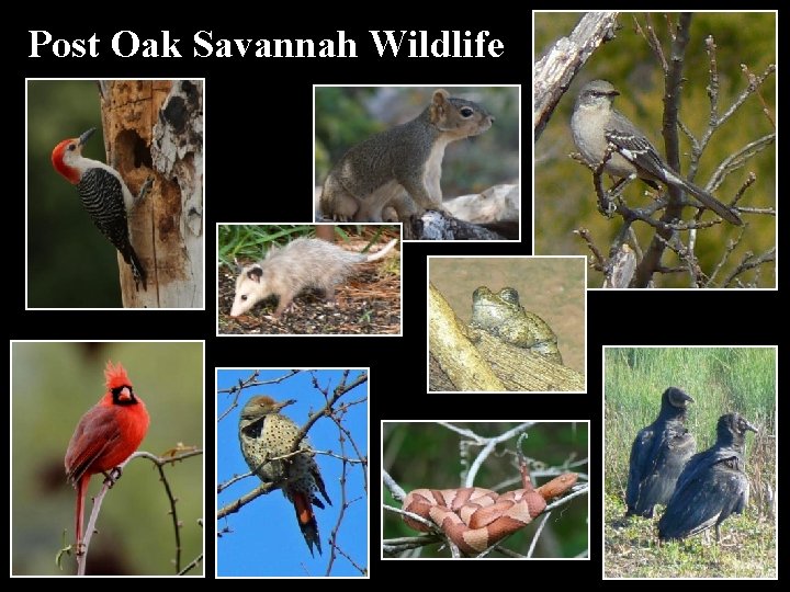 Post Oak Savannah Wildlife 