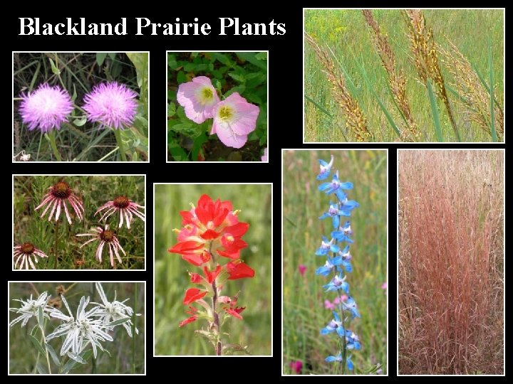 Blackland Prairie Plants 