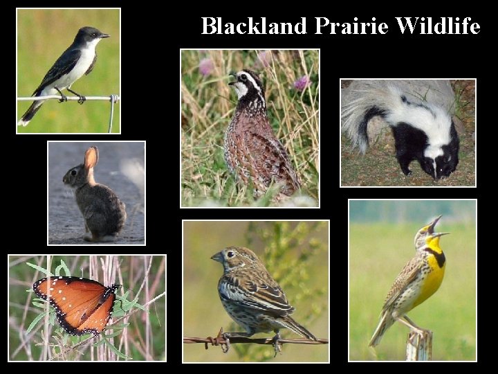 Blackland Prairie Wildlife 