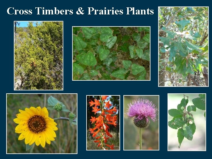 Cross Timbers & Prairies Plants 