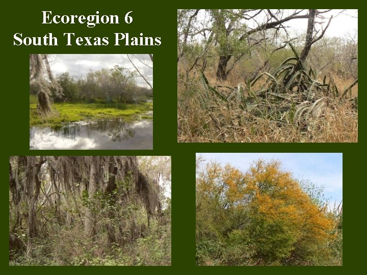 Ecoregion 6 South Texas Plains 