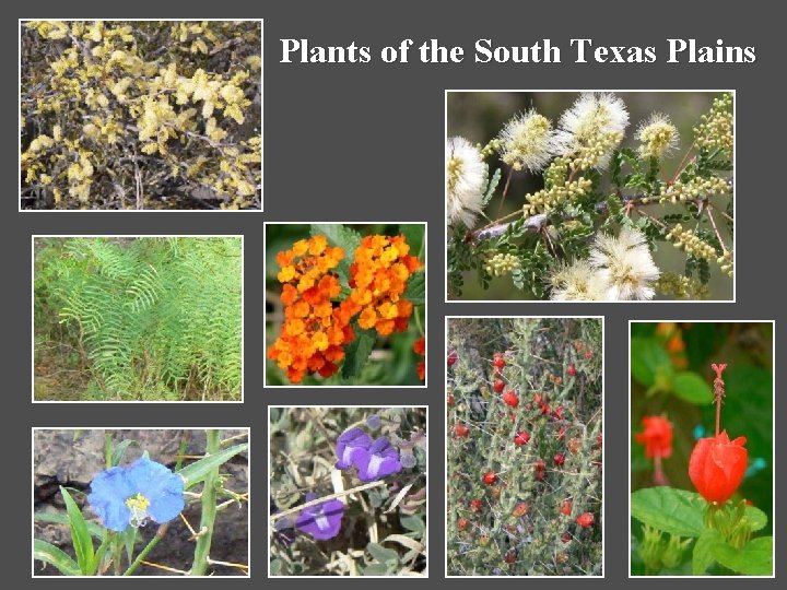 Plants of the South Texas Plains 