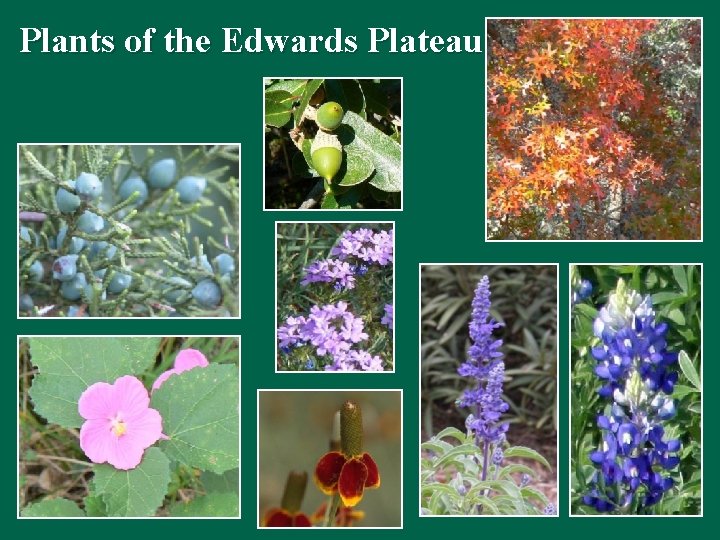 Plants of the Edwards Plateau 