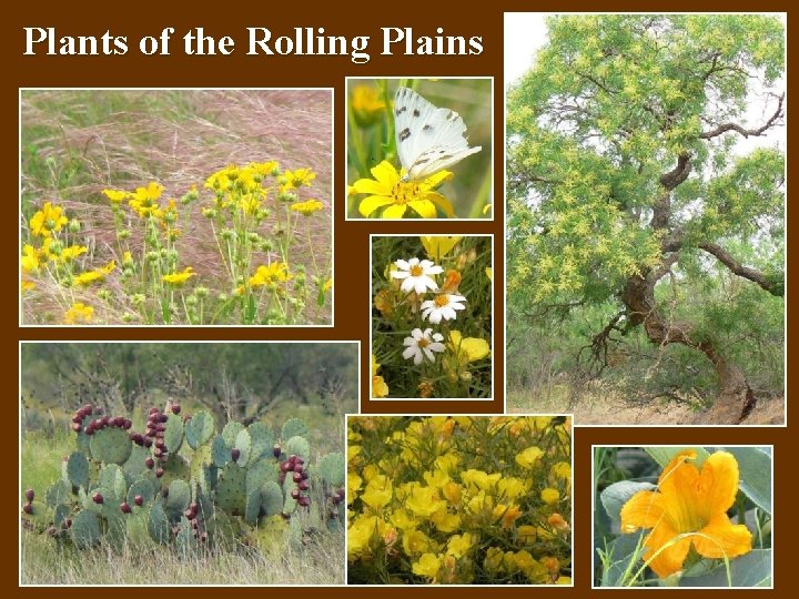 Plants of the Rolling Plains 