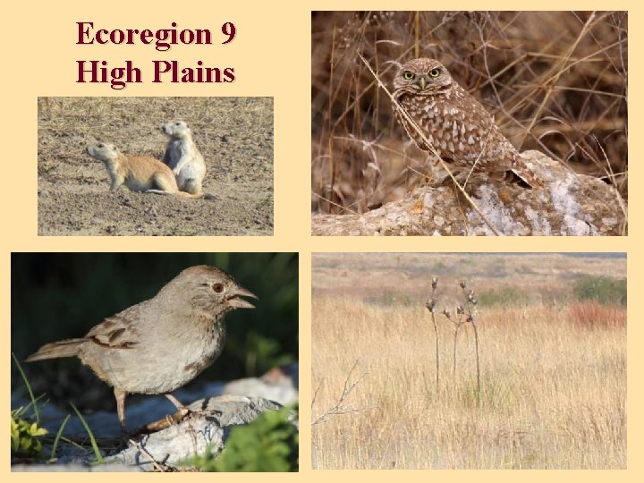 Ecoregion 9 High Plains 