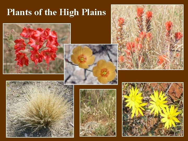 Plants of the High Plains 