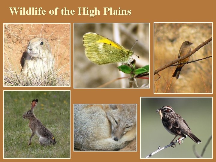 Wildlife of the High Plains 