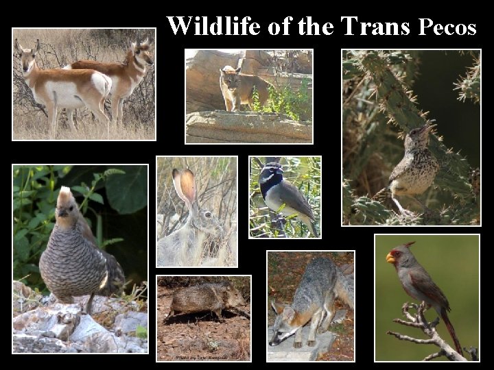 Wildlife of the Trans Pecos 